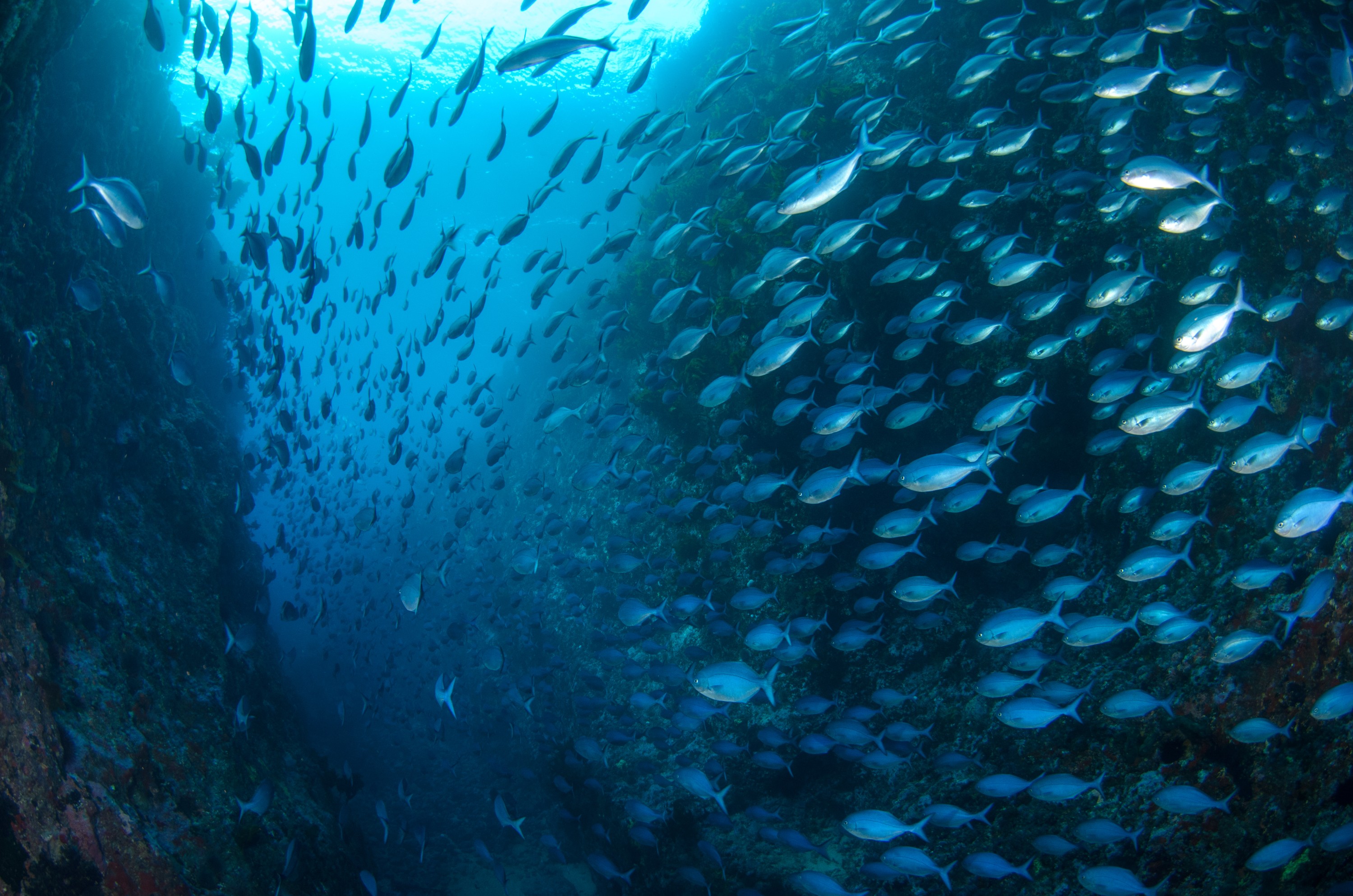 DSC_2533 – crispin, nz, new, zealand, new zealand, aug16_cm, Keywords:
new, zealand, new zealand, nz, crispin, Blue, Maomao, Arch, Poor, Knights, Islands, mao mao, mao, marine, reserve, northland, Scorpis, violacea